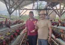 BUMDes Bejo, Desa Tulungrejo, Budidaya Ayam Petelur Dana Desa Tak Cukup Harapkan Harga Pakan Subsidi dari Pemerintah