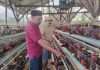 Jamin Ketersediaan Protein Hewani, BUMDes Bejo Desa Torongrejo Budidaya Ayam Petelur