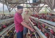 Jamin Ketersediaan Protein Hewani, BUMDes Bejo Desa Torongrejo Budidaya Ayam Petelur