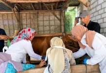 UNAIR Kenalkan Teknologi Veteriner untuk Tingkatkan Produktivitas Peternak Sapi Lamongan